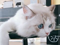 -瞄一喵猫咖(格力海岸店)