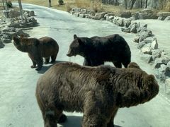 -北京野生动物园