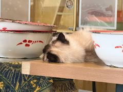 -平行世界·猫咖(首经贸店)