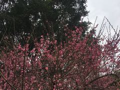 -金鸡山公园