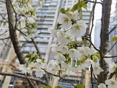 -西北湖绿化广场