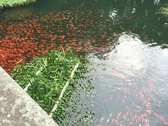 -普陀山风景名胜区-法雨禅寺