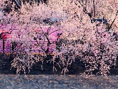 -桃花堤公园