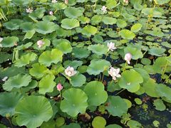 -哈尔滨大剧院