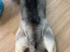 -Husky Go! 哈士奇体验馆·宠物咖啡厅狗咖