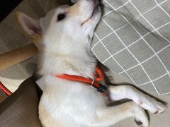 -逗柴咖啡屋·狗咖猫咖宠物桌游