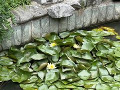 -漫渡庄绿岛花园•隐世庭园菜(滨湖店)