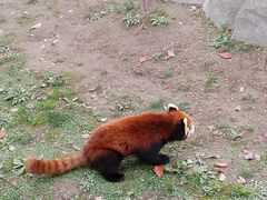 -上海野生动物园