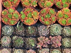 -双季花艺园艺市场(浦东店)