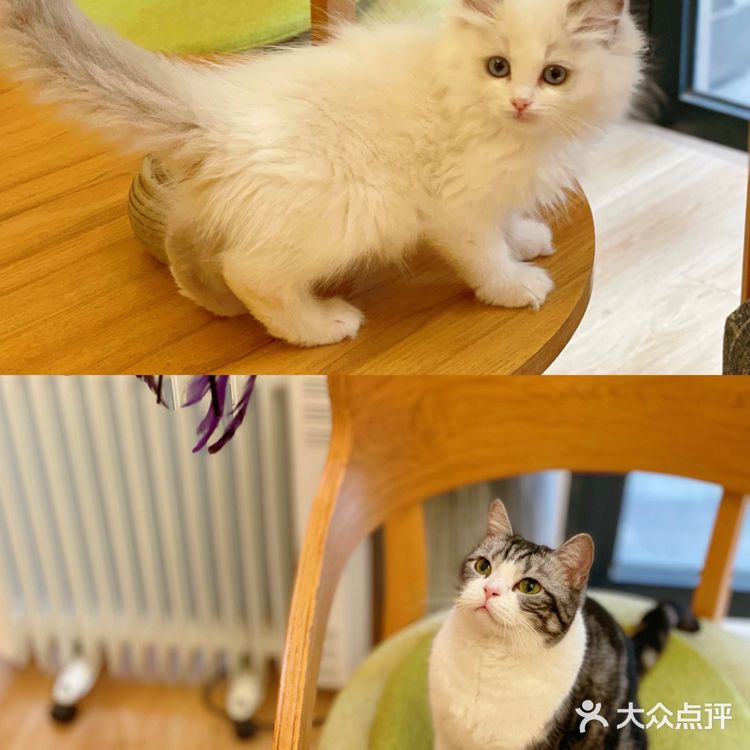 西安首家丨别墅级超大型×品质猫舍×在线撸猫🐱