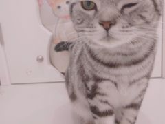 -糯米喵星人·撸猫猫舍咖啡馆(西市场嘉华店)