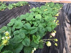 -田趣农庄草莓采摘园