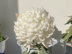 -杭州植物园