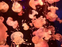 -多彩贵州城极地海洋世界