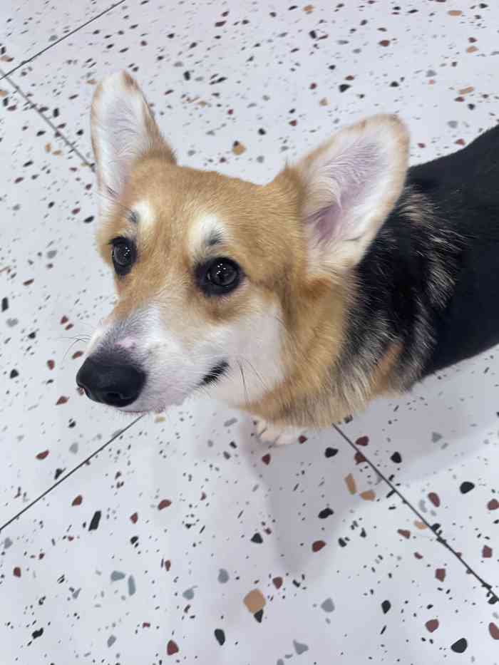 半拉柯基·柯基主题体验馆·休闲狗咖-"01 这家狗98 咖还是很干净