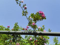 -石家庄市植物园