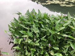 -桃花岭景区