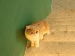 -飞行喵MR PILOT|猫舍·猫咖(静安大融城店)
