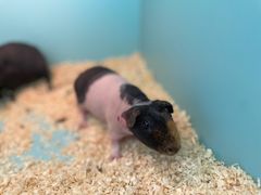 -FAIRYLAND龙族星球主题餐厅(凯丹广场店)