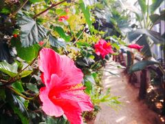 -呀路古热带植物园