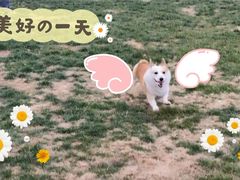 -趣玩宠物乐园寄养训犬训狗游泳池