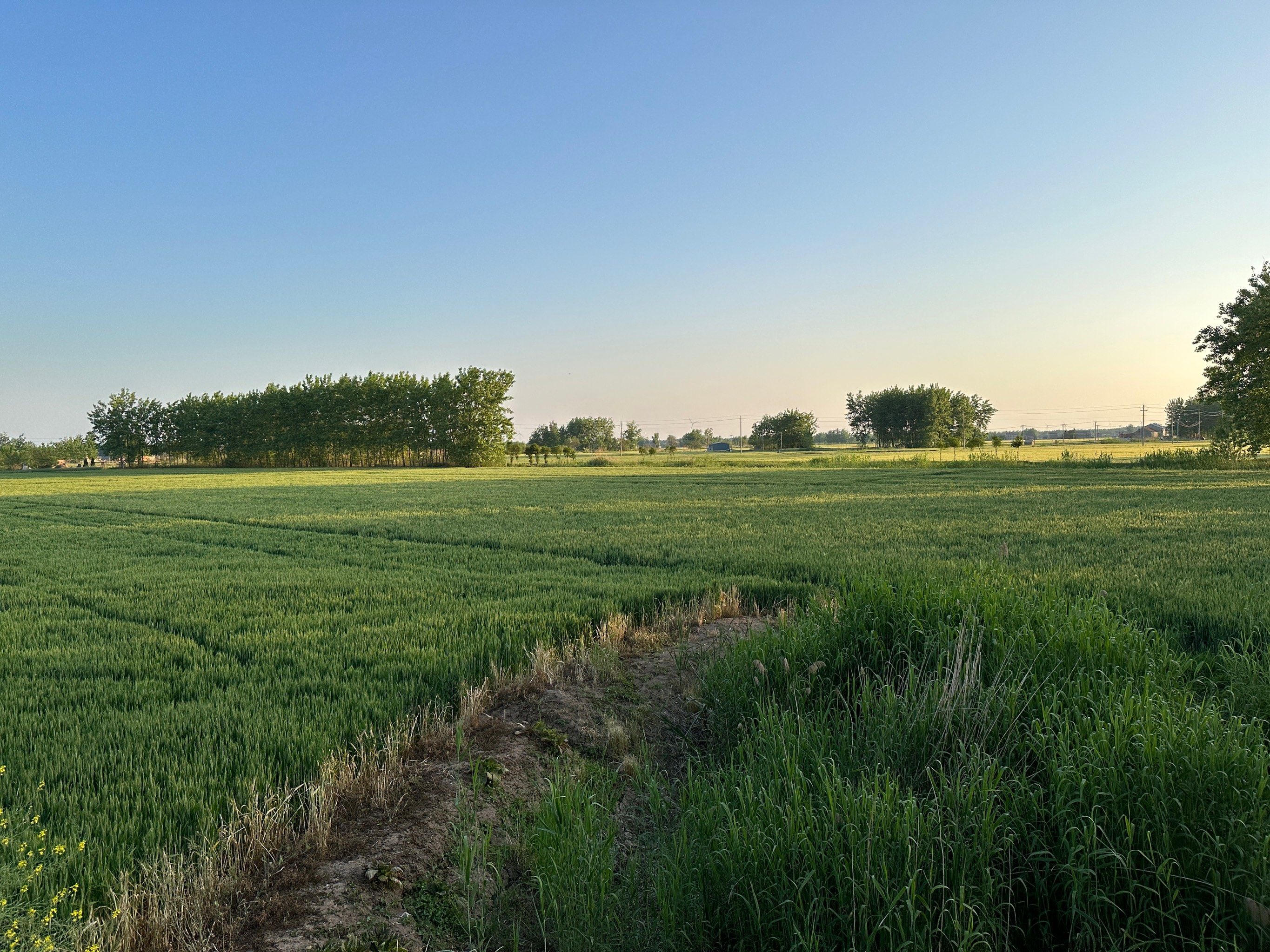 田间美景不胜收,沉浸在绿色的海洋里面