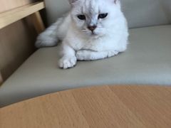 -鼓捣猫呢主题猫咖店