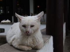 -西园寺