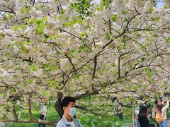 -西安青龙寺遗址景区