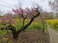 -南汇桃花村