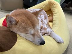 -逗柴咖啡屋·狗咖猫咖宠物桌游