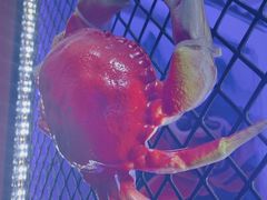 -谢蟹浓·肉蟹煲(新奥店)