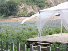 IMG_0632_副本-紫海香堤香草艺术庄园