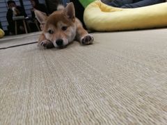 -逗柴咖啡屋·狗咖猫咖宠物桌游