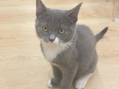 -有喵·猫咖·狗咖·30几只猫10只小狗(岗厦店)