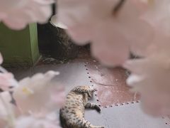 -猫猫幼稚园·撸猫·桌游·电玩