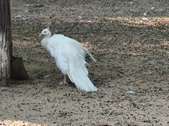 -秦皇岛野生动物园