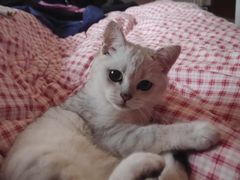 -菲丽丝宠物医院·24小时·猫科中心·免疫点(淮海分院)