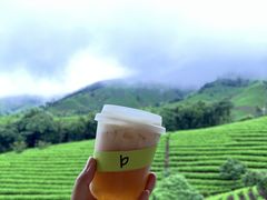 -白茶原·一片叶子