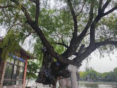 -济南大明湖景区
