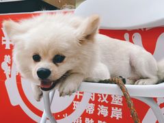 -VT101维多利广场