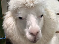 -上海大自然野生昆虫馆(东方明珠·爬宠昆虫探索中心)