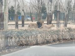 -秦皇岛野生动物园