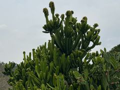 -东莞植物园