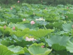 -高子水居