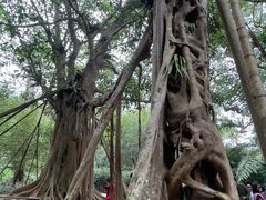 -中国科学院西双版纳热带植物园