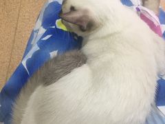 -芭比堂宠物医院·全科爱猫医院·仁德分院