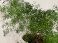-素咫咖啡CLIFEROSE(新安店)