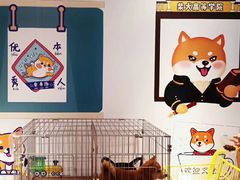 -柴犬高等学院·狗咖·柴犬售卖·宠物训练