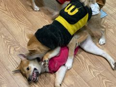-猫色咖啡·猫咖